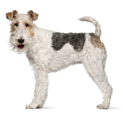 Fox Terrier Wire Coat Dog Breed Information Purina